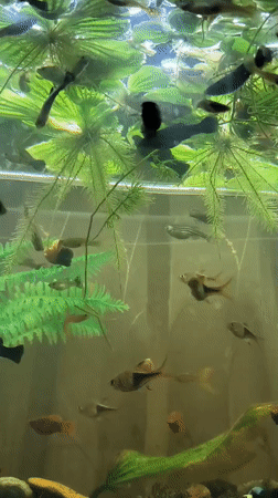 Aquarium life and garden scenes in Tiraspol morning