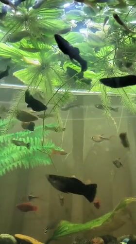 Aquarium life and garden scenes in Tiraspol morning