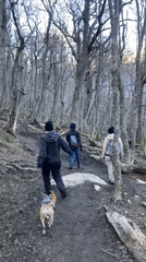 Hikers cross wooden bridges through snowy Argentine mountain forests