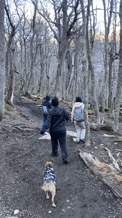 Hikers cross wooden bridges through snowy Argentine mountain forests
