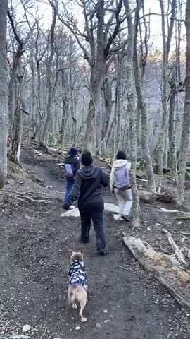 Three individuals and a dog are walking on a dirt path through a forest with bare trees. The path has patches of dirt and snow. The people are wearing jackets, and one person has a backpack. The dog is wearing a jacket. The camera pans up to show the dense forest, and then the image darkens.