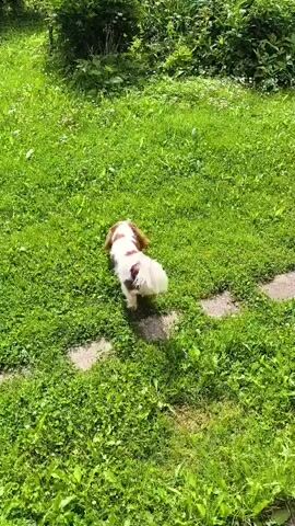 A small, brown and white dog walks across a patch of green grass. The dog is facing away from the camera and appears to be moving towards a large bush with pink flowers. The background is filled with lush green trees and foliage. The sun is shining, casting shadows on the grass. There are some stepping stones visible on the ground to the left of the dog.