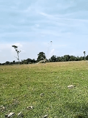 Person flies extraordinarily long kite string in Indonesian field