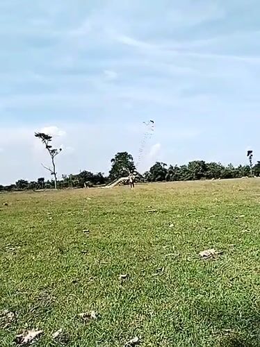 Person flies extraordinarily long kite string in Indonesian field