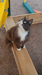 Child plays with cat at Russian playground