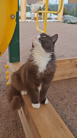 Child plays with cat at Russian playground
