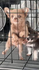 Caged pets and picture wall observed in Thailand village