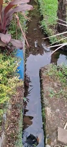 The video captures a narrow outdoor drainage ditch filled with water. The ditch is lined with rough concrete or stone walls. Lush green vegetation grows along the edges of the ditch, with some dry leaves and debris present. The water appears murky and reflects the surrounding greenery and sky. In the center of the ditch, a circular object, possibly a pipe opening or drain cover, is visible. The water swirls around this object, creating a vortex-like effect, indicating a flow or suction. The scene is shot from a high angle looking down into the ditch.