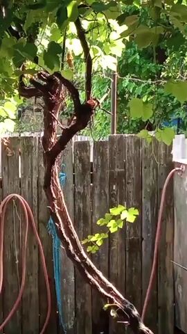 A video shows a backyard scene. In the foreground, a large, gnarled grape vine with dark brown bark and green leaves twists upwards. Behind the vine is a weathered wooden fence with vertical planks. Two pink hoses are visible, one on the left side of the frame and another on the right. A blue rope hangs from the vine. In the background, lush green foliage and trees are visible. The lighting suggests it is daytime, with sunlight filtering through the leaves. There are no people visible in the video. The overall impression is of a rustic, overgrown garden area.