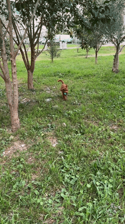 Dog plays with ball, everyday life captured in Bar, Montenegro