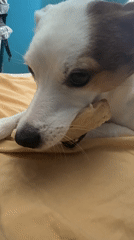 Small dog enjoys chew toy on yellow blanket in Varna