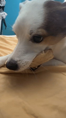 Small dog enjoys chew toy on yellow blanket in Varna