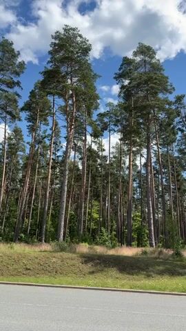 A low-angle, static video captures a dense forest of tall pine trees against a bright blue sky with scattered white clouds. The trees have slender, straight trunks and are packed closely together, forming a natural wall of green. Sunlight filters through the branches, creating dappled shadows on the forest floor. In the foreground, a patch of green grass and some dry vegetation is visible, separated from a paved road by a slight incline. The road appears to be empty. The overall impression is one of a serene and natural landscape.