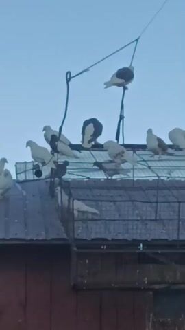 A flock of pigeons, predominantly white with some brown markings, are perched on the metal roof of a building, likely a coop or shed. The scene is set against a clear, pale blue sky, suggesting it's either early morning or late afternoon. The pigeons are the primary subjects, with several individuals visible at varying distances. Some are standing alert, while others appear to be preening or resting. A wire structure, possibly an antenna or part of a larger pigeon loft, extends upwards and across the frame. Below the roof, a darker, wooden structure is partially visible. The overall impression is of a peaceful, rural setting, typical of a location like Ciechanowiec, Poland, where pigeons are often kept. There are no people visible, and the activity is limited to the birds' natural behavior. The lighting is soft, indicating diffused sunlight, consistent with the suggested times of day. No text is visible in the image.