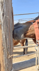 Horse receives attention, chews fence post in Tacna