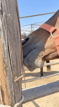 Horse receives attention, chews fence post in Tacna
