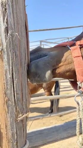 Horse receives attention, chews fence post in Tacna