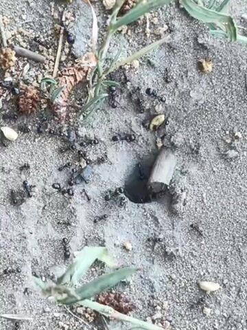 The media file shows a close-up, overhead view of an ant nest entrance on the ground. The ground appears to be sandy or dirt, with small pebbles and debris scattered around. Several black ants are actively moving around the entrance, with some entering and exiting the hole. A small piece of wood is lodged near the opening. Green grass blades are visible in the foreground and background, suggesting an outdoor setting. The lighting indicates it could be daytime, possibly sunny. There is no visible text in the media file. The scene captures the busy activity of ants at their nest.