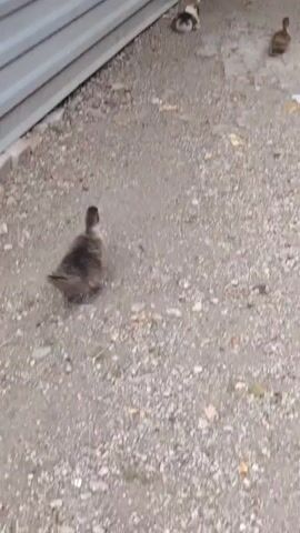 The video shows a brown and gray duckling in the foreground walking on a gravelly surface. To the left is a corrugated metal wall. In the background, there are two other ducklings, one light brown and white, lying down, and another light brown one walking away from the camera. Further in the background, there appears to be a larger white duck and possibly more ducklings gathered near a red bowl. A dark-colored vehicle is parked to the right of the scene, and some debris is scattered on the ground. The lighting suggests an outdoor daytime setting.