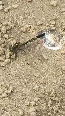 A dragonfly with yellow and black markings and green eyes rests on a sandy surface. Its wings are spread open. To the right of the dragonfly, there is a small puddle of white liquid with a pink object submerged in it. The surface is covered in small pebbles or granular material. The camera appears to be positioned slightly above the dragonfly, looking down. The lighting suggests it is daytime.
