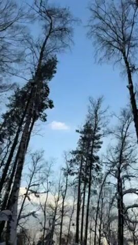 The video shows a snowy forest on a sunny day. The camera moves forward along a path through the trees, which are mostly bare of leaves. The sky is blue with a few white clouds. There is snow on the ground and on the branches of some of the trees.  The video appears to be filmed while walking.