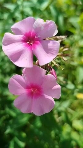 This is a close-up video of two pink phlox flowers against a blurred green background of foliage. The video is a still shot with no discernible action or movement. The lighting appears to be natural daylight, with the flowers well-lit and in focus. The background is out of focus, creating a bokeh effect that highlights the flowers. The video is very short, only a few seconds long, and shows no signs of any people or animals.