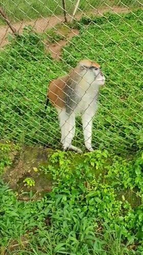 Afternoon at a Jos wildlife enclosure with primates and elephant