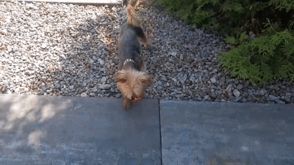 Terrier dog's morning at a rural Polish mountain property