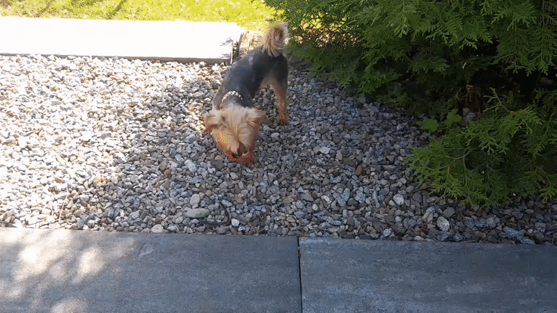 Terrier dog's morning at a rural Polish mountain property
