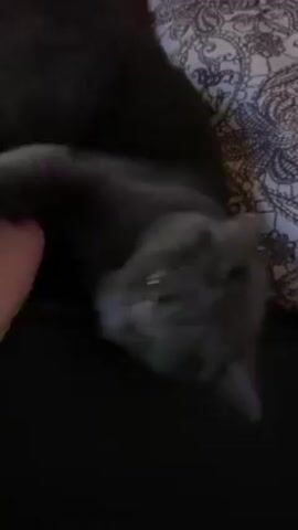 The video shows a gray cat being petted by a person. The cat is lying down on a black surface, possibly a lap. The person's hand is visible, gently stroking the cat's head and neck. Another gray cat is partially visible in the background.