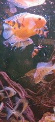 Freshwater aquarium display documented in Lachish Regional Council, Israel