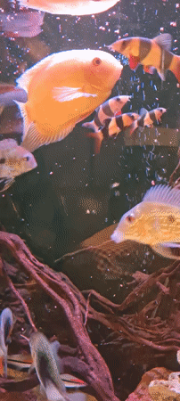 Freshwater aquarium display documented in Lachish Regional Council, Israel