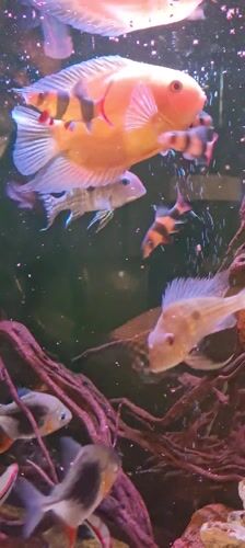 Freshwater aquarium display documented in Lachish Regional Council, Israel