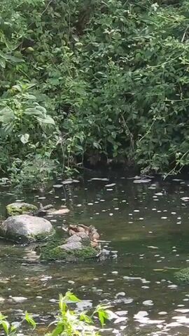 A close-up, eye-level shot shows a tranquil natural scene. In the foreground, a dark, murky body of water is dotted with white foam. The water is partially obscured by lush green foliage in the lower-left corner. A cluster of rocks emerges from the water on the left side, some of which are covered in moss. In the middle ground, a group of ducks swims in the water, their heads and backs visible above the surface. They appear to be on a rocky outcrop covered in moss. In the background, dense, dark green foliage forms a wall behind the water, creating a sense of depth and seclusion. The lighting suggests it is daytime, with soft, diffused light filtering through the leaves.