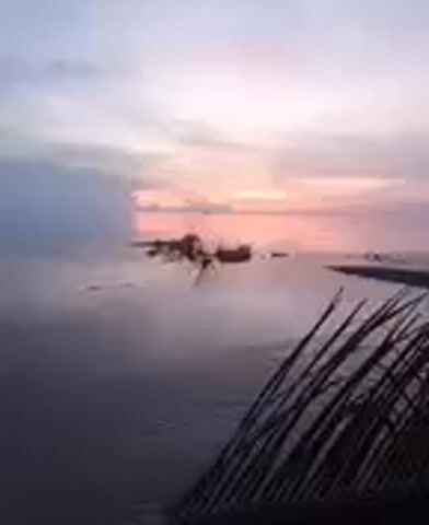 The video shows a sunset over the ocean. A low-lying cloud bank is visible on the left. In the center of the frame, partially submerged in the water, are what appears to be mangrove roots. A palm frond is visible in the lower right foreground. The sky is a mix of pink, orange, and light blue. The water is calm.