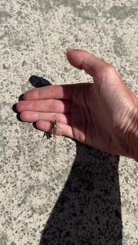 A close-up shot shows a person's hand with a grasshopper on it. The hand is open, palm up, and the grasshopper is perched on the lifeline. The background is a concrete surface with a shadow cast from the hand and grasshopper. The scene is lit by sunlight, creating distinct shadows. The focus is sharp on the grasshopper and the hand, with the background slightly blurred.