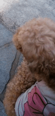 Street scenes and pets around Da Lat, Vietnam