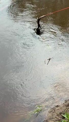 A fishing line floats on the surface of a muddy river. A bobber with a red and white tip is visible on the line. Several small insects are scattered across the water's surface. A submerged tree branch lies beneath the water. The riverbank is covered in grass and other vegetation.