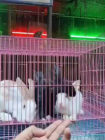 A person's hand is visible in the foreground, with fingers extended toward a pink wire cage containing several rabbits. The rabbits are of various colors, including white, brown and white, and black. One white rabbit is positioned on the left, with its head turned towards the center of the cage. Two black rabbits are in the middle, and a white and brown rabbit is on the right. The rabbits appear to be interacting, possibly sniffing or touching noses. The background is dark and shows hints of colored lights, one red and one green, mounted above the cage. The cage appears to be stacked with other cages below it, one of which is partially visible and contains a white rabbit.