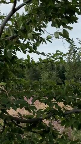 The video shows a natural outdoor scene. In the foreground, there is tall, dry grass with some pink flowers and green bushes. A dead, thin tree branch juts out from the right side of the frame. Behind the grass, a dense forest of evergreen trees fills the middle ground. The sky above is overcast and gray. The lighting is dim, suggesting it is daytime but not sunny. There are no people or animals visible in the frame. The camera appears to be held steady.