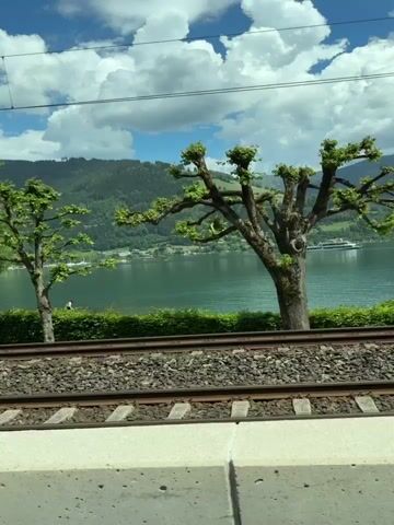 This video appears to be filmed from a moving train. The foreground shows a train track with gravel and some green foliage. Beyond the tracks, there is a manicured green hedge, and behind that, a large body of water that looks like a lake or a bay. In the water, a white boat is visible. The background consists of rolling green hills or mountains under a partly cloudy blue sky. The video captures a series of distinct trees with pruned branches. The first tree is relatively small and full of leaves. Then, a larger, more prominently shaped tree with a thick trunk and uniquely shaped branches comes into view. Following this, there are two more similar trees with distinctive, fan-like pruned branches, and finally, the video ends with a closer view of another large, sculpted tree. The overall impression is a scenic landscape viewed from a train journey.