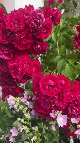 This is a close-up, vertical video of a cluster of dark pink roses and some lighter pink flowers. The roses are full and have many petals. The leaves are a vibrant green. The flowers are outside, likely in a garden or backyard. The lighting is bright and natural, suggesting it is daytime. There are no people visible in the video. The focus is entirely on the floral arrangement.