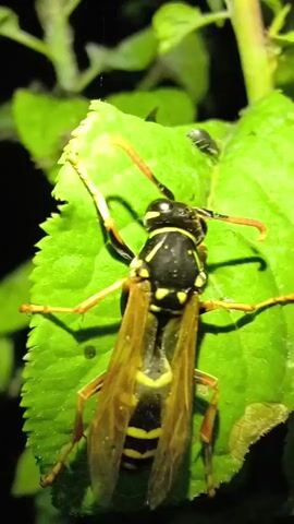 The video shows a close-up view of a yellow and black wasp on a green leaf. The wasp is in focus, with its antennae visible. In the background, there are out-of-focus green leaves and stems, suggesting an outdoor, natural environment. A small insect, possibly an aphid, is also visible on the leaf near the wasp. The lighting suggests it might be evening or a shaded area.