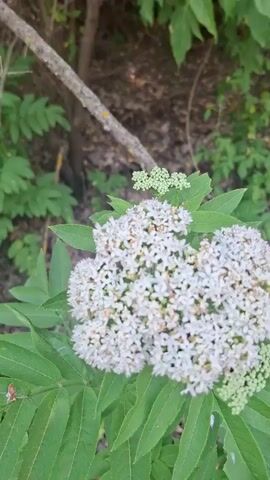 A close-up shot focuses on a large cluster of small, white flowers with green stems and leaves. The flowers are tightly packed together, forming a dense, flat-topped inflorescence. A few smaller clusters of unopened green buds are visible above and to the side of the main flower cluster. The background is blurred, but appears to be a natural setting with green foliage and a brown, textured surface that could be soil or bark. A thin, grey branch with some lighter markings runs diagonally across the upper portion of the frame. The lighting suggests it's daytime, possibly outdoors in a shaded area, as the light is soft and diffused. The image seems to capture a moment of natural beauty, highlighting the delicate details of the plant. No visible text is present in the media.
