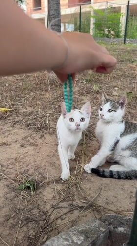 Two kittens play with a beaded toy in Blagoevgrad