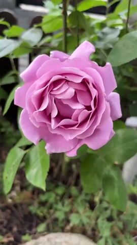 The video shows a close-up of a pink rose. The camera zooms in to focus on the rose's petals, highlighting their delicate, swirling arrangement. The rose is surrounded by green leaves and the ground is visible with some small plants and debris.