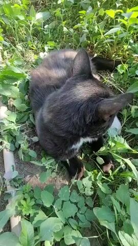 A black cat with white markings is curled up in the grass, appearing to be sleeping or resting. The cat is partially obscured by green leaves and foliage. Sunlight illuminates parts of the scene, creating shadows. The camera angle is a top-down view, focusing on the cat's head and back.