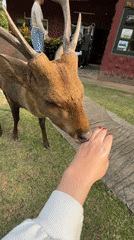 Tourists feed deer, spot wild gaur in Suthep Thailand