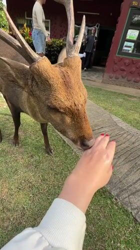 Tourists feed deer, spot wild gaur in Suthep Thailand