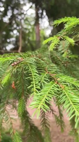 This is a close-up video of a spruce tree branch, likely in a forest or park setting. The foreground is dominated by the vibrant green needles of the spruce, which are sharp and abundant. A small, dried brown cone or seed pod hangs from a thread on one of the needles, adding a touch of detail to the natural scene.

The background is softly blurred, with hints of other trees, suggesting a natural environment. The overall lighting appears to be natural daylight, possibly overcast or a bit diffused, as there are no harsh shadows. The video captures a calm and serene atmosphere, focusing on the intricate details of the evergreen foliage.

The second clip shows a sudden burst of white mist or fog that momentarily obscures the spruce branch. This mist effect is brief and adds a touch of mystery or ethereal quality to the scene before it dissipates, returning to the clear view of the spruce branch.

The third and fourth clips revert to the clear view of the spruce branch, emphasizing its texture and color. The camera remains focused on the branch, creating a peaceful and almost meditative viewing experience. The setting appears to be Solnechnoye, Russia, given the location context. No people or text are visible in the video.